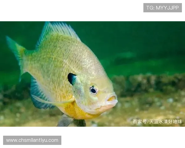 博鱼官网客户端下载指南，轻松下载安装步骤详解与常见问题解答