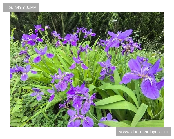 米兰开花时间:春夏季节花卉盛开的时间节点与旅游拍照最佳时机 米兰开花时间:春夏季节花卉盛开的时间节点与旅游拍照最佳时机